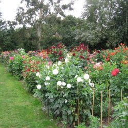 Dahlia Nurseries & Collections (Home and Overseas)